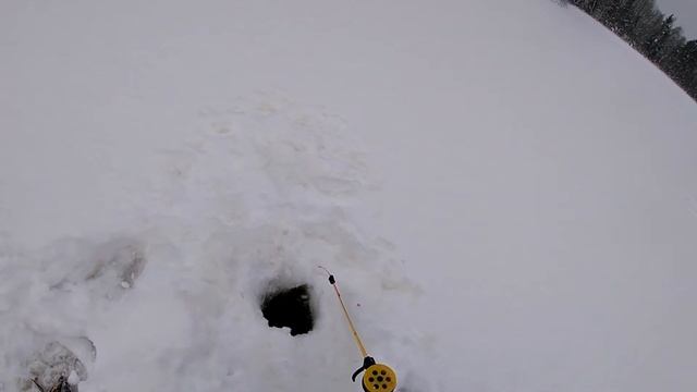 Лесное озеро в глухозимье! повезло нам или нет?