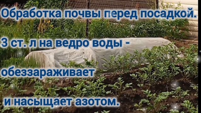 НАШАТЫРЬ- ОТЛИЧНОЕ СРЕДСТВО ДЛЯ РАСТЕНИЙ
