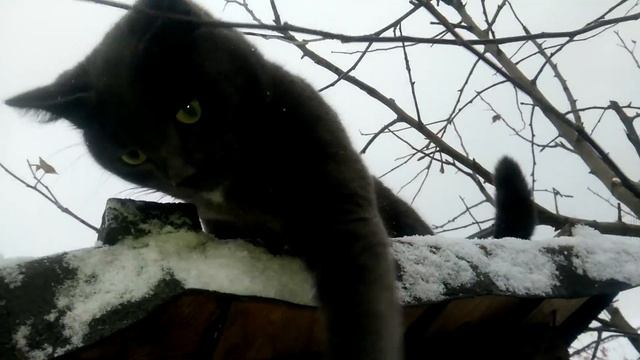 Мой покойный 😩 кот ИОСИФ. 4 ноября 2018 года.