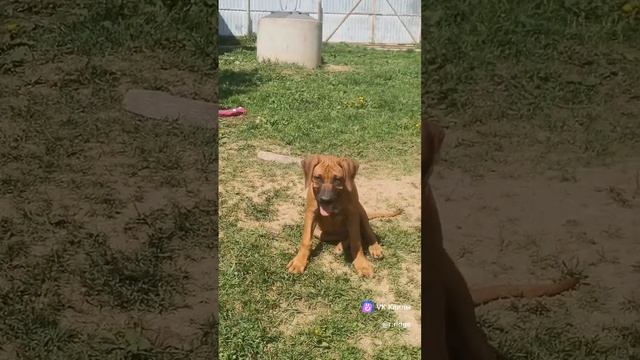clip-43377709_456239373-4.mp4