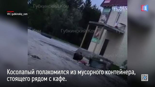 Косолапый пришёл полакомиться в кафе Пурпе