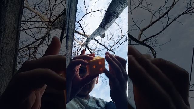мышки в сыре