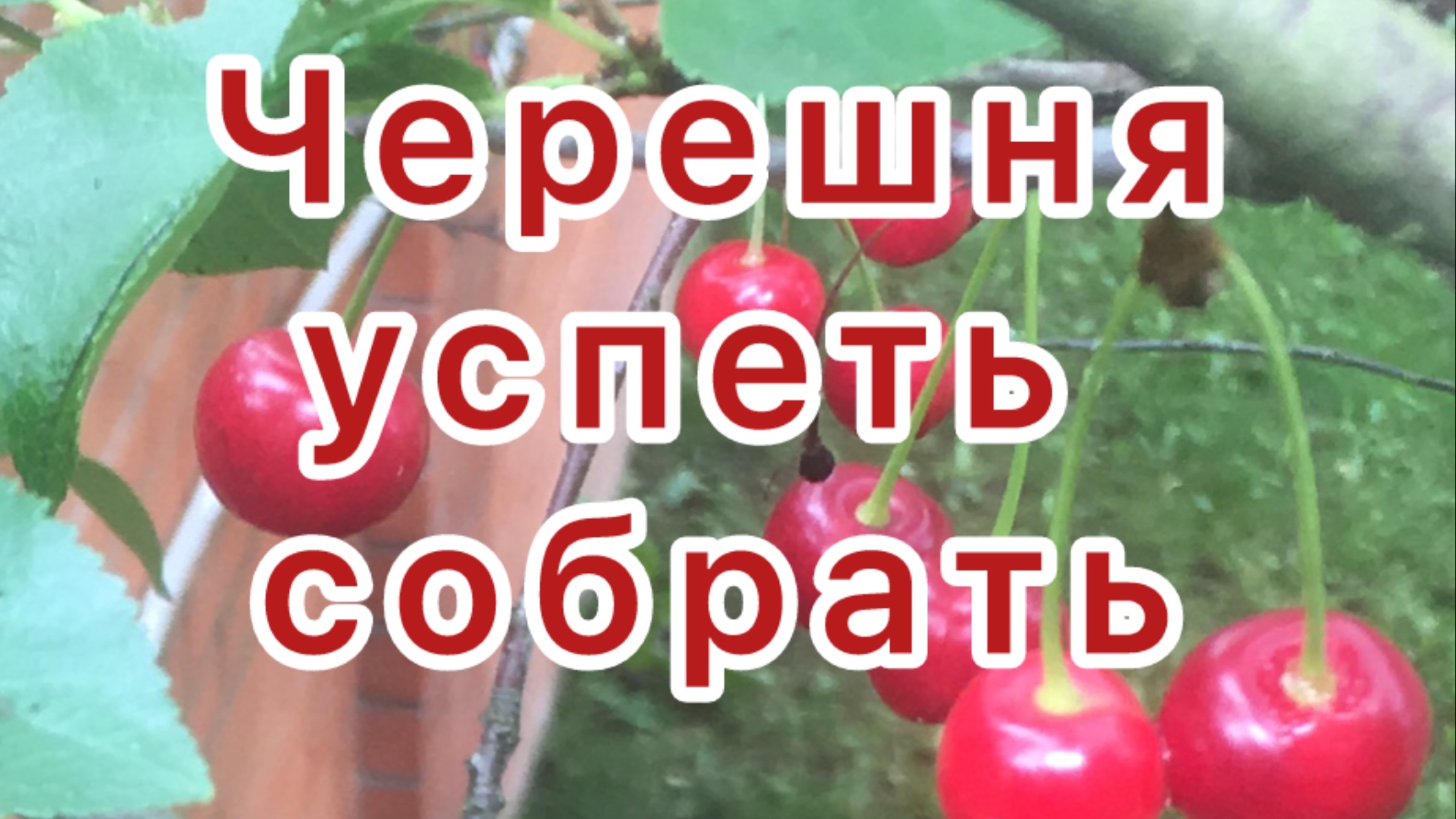 Черешня 
Или собрать или потерять