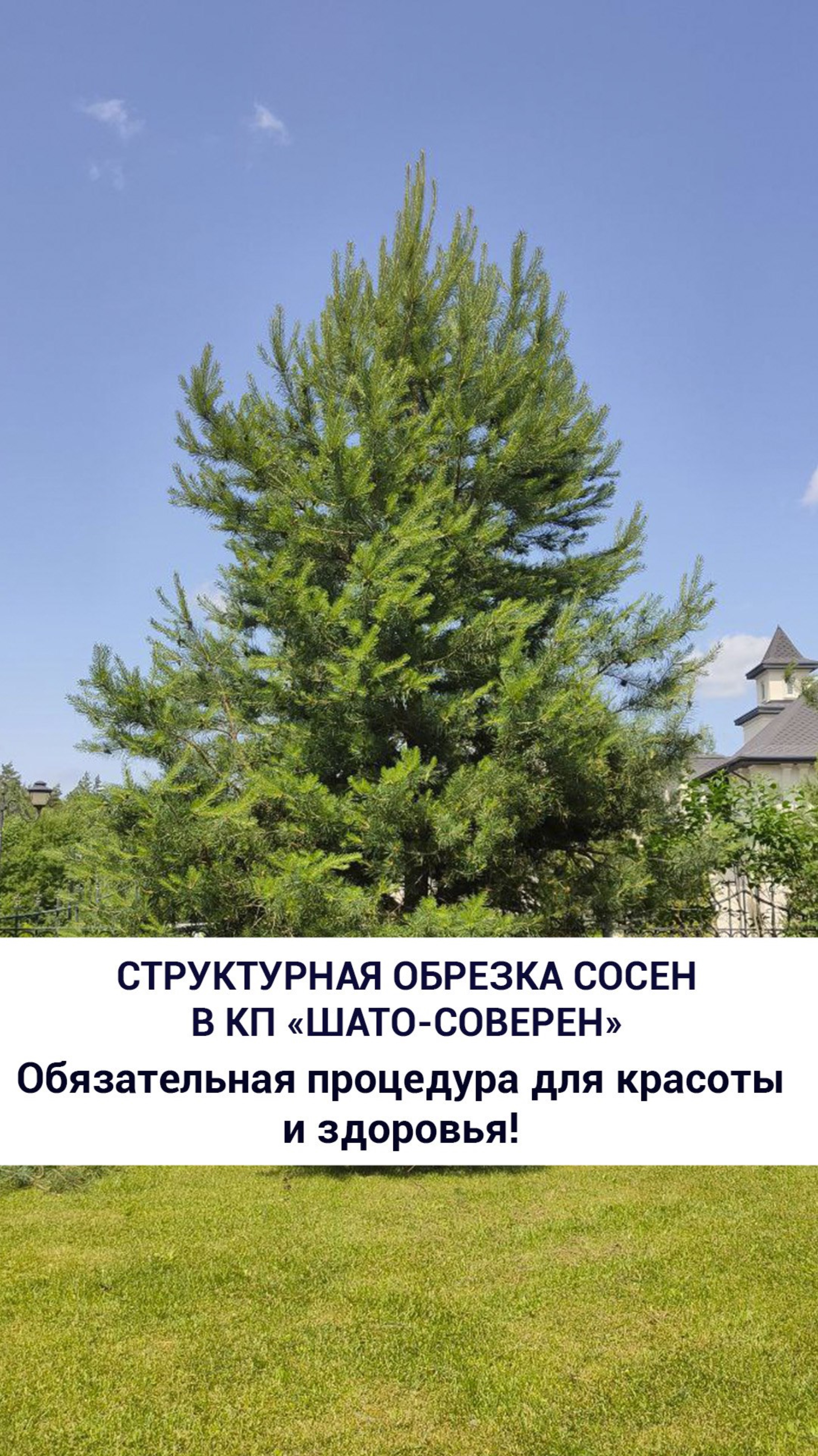 Структурная обрезка сосен в КП «Шато-Соверен»