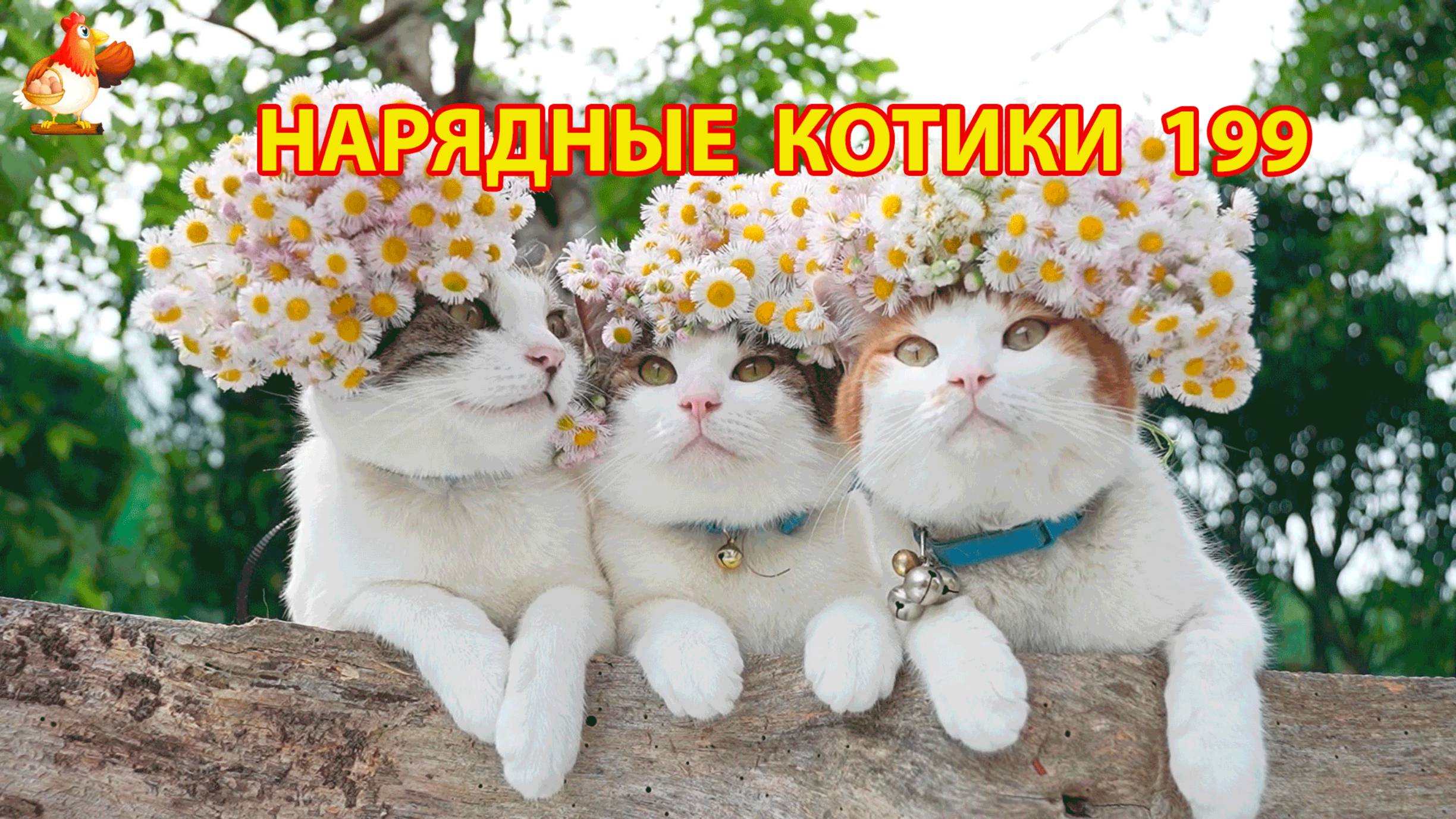 Нарядные Котики расслабляются на солнышке 🌞 🐈🐈🐈 (199)