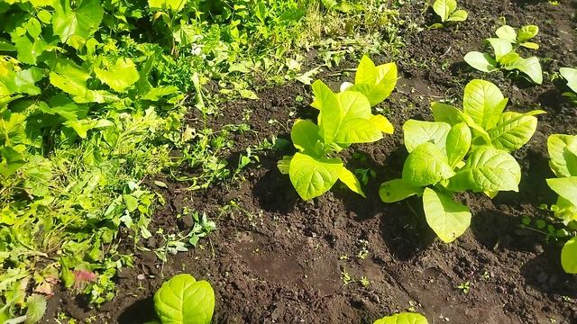 Табак. Рыхление и прополка. 24.06.2025г.