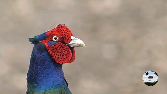 Зеленый фазан phasianus versicolor