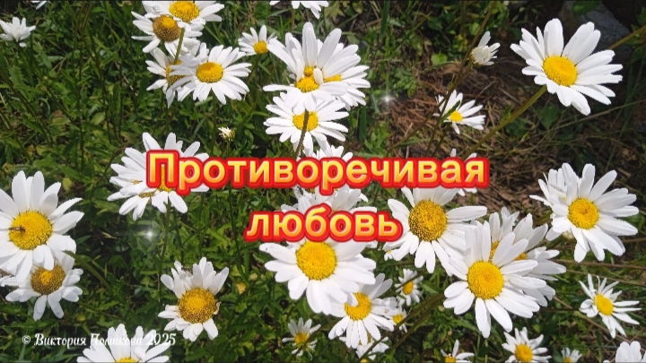 Противоречивая любовь (гадаем на ромашках!)