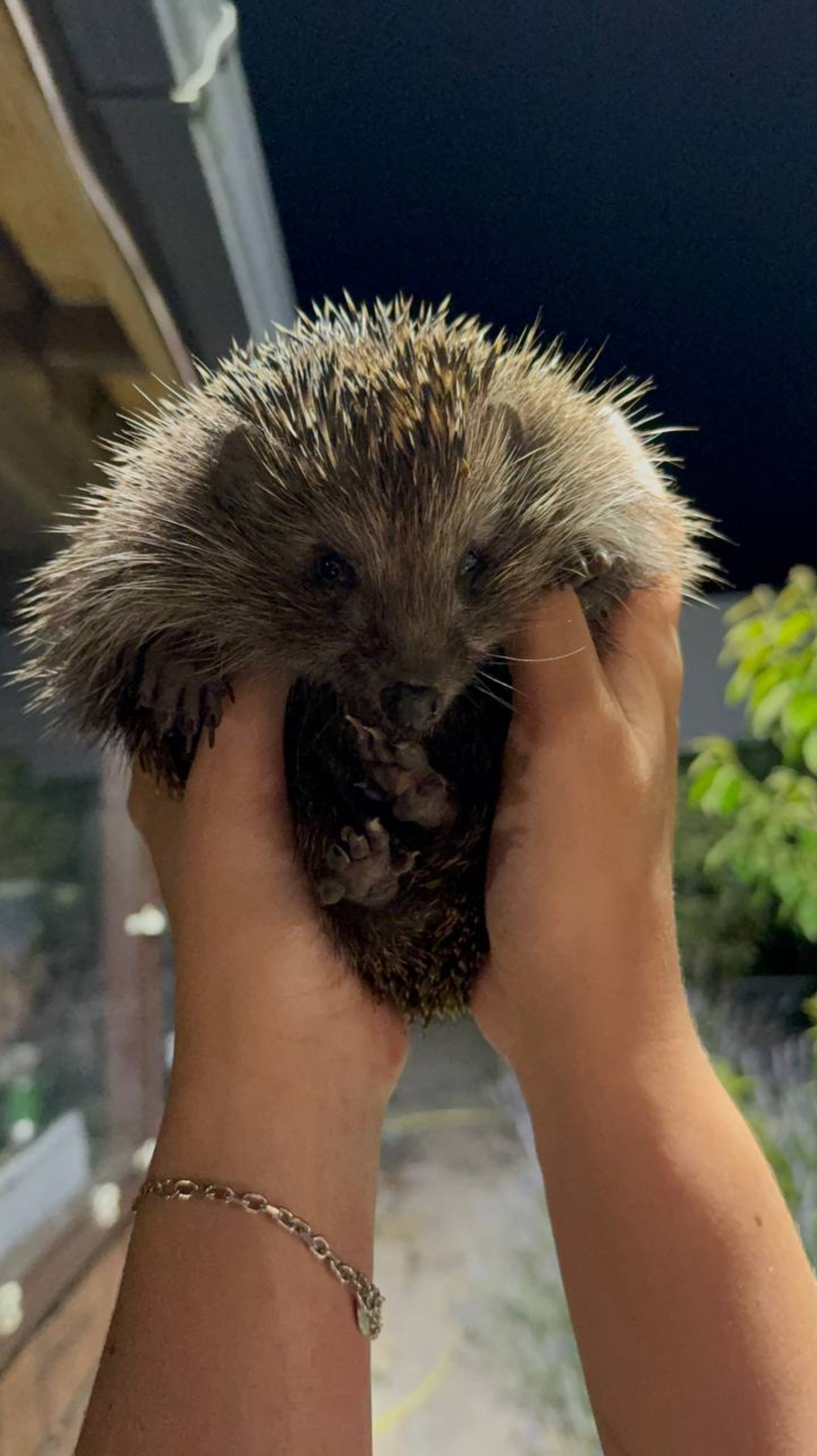 К нам пришел ежик 🦔
