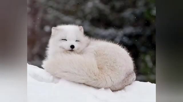 Почему лиса хитрая?