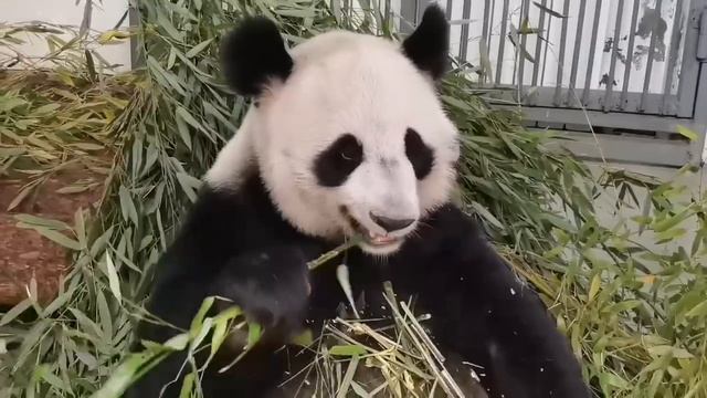 🐼 У панды Диндин перерыв на поедание бамбука.
Поддержать https://pay.cloudtips.ru/p/71a5b81d