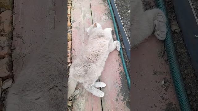 14 лет котику Мэйсону)