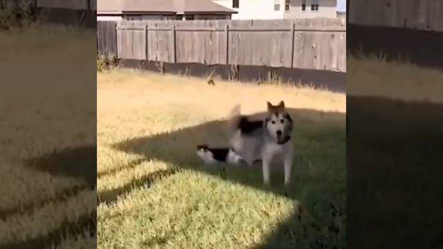 Собакен провоцирует котика 😻😉🥰🐈 🐶