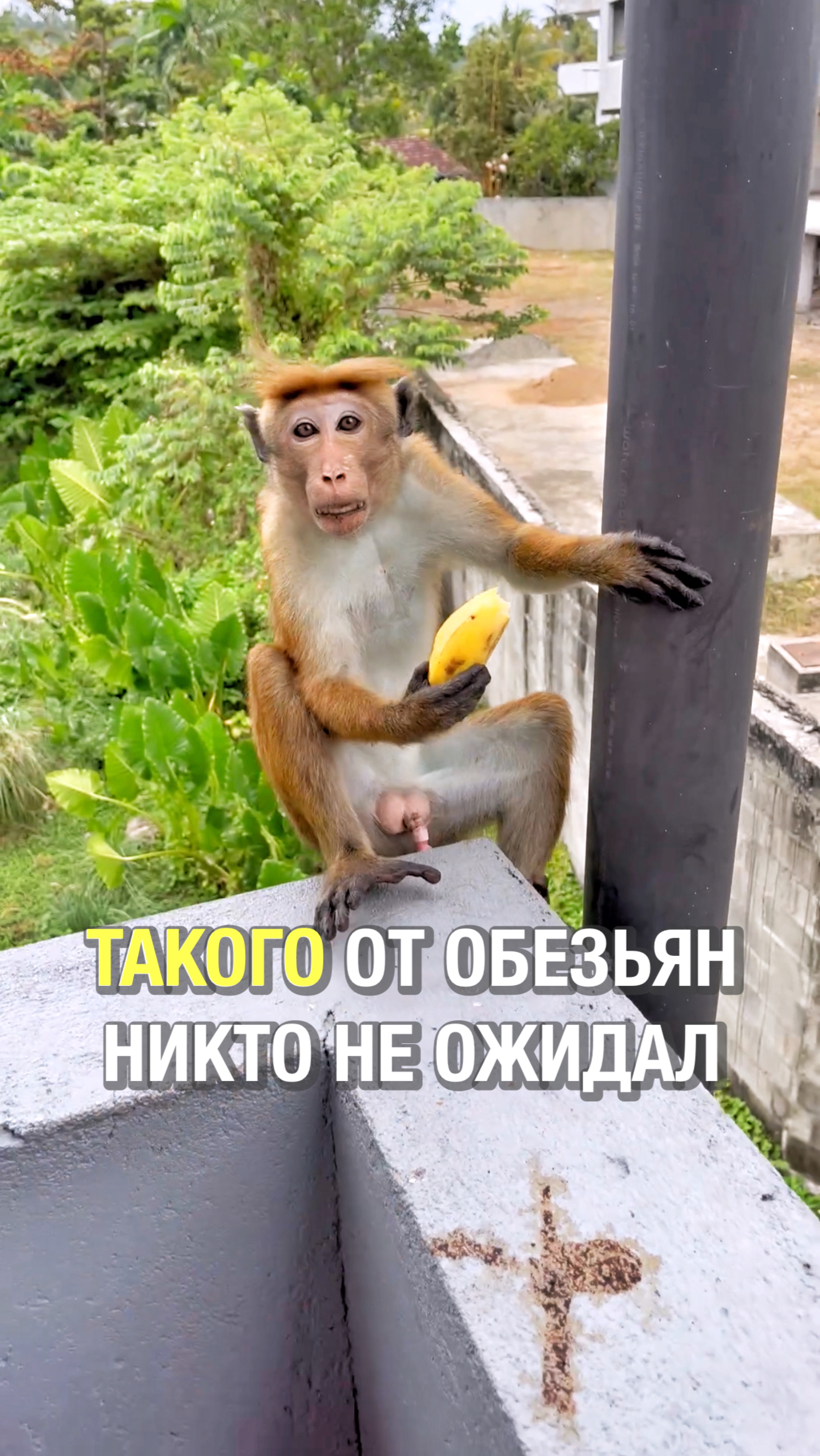Как ведут себя обезьяны на Шри-Ланке