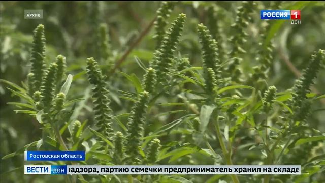 Амброзия в подсолнечнике