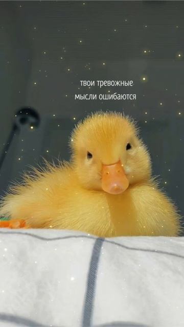 1002315032.Спокойствие!😌 Только Спокойствие! ©DegDi🔥