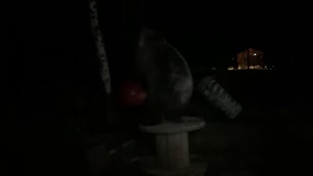 #медведь сошёл с ума