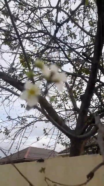 В Краснодаре по второму кругу...)