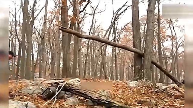 Всячинки