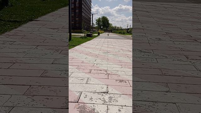 Марго чихуахуа и Бардик йорк, беготня.