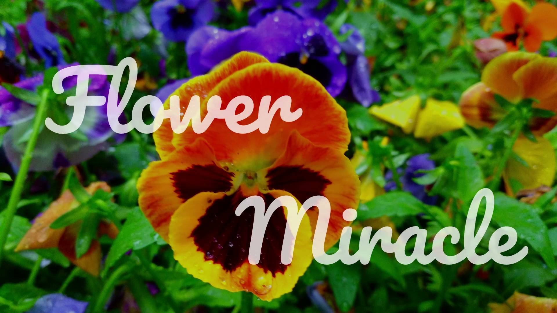 Flower miracle