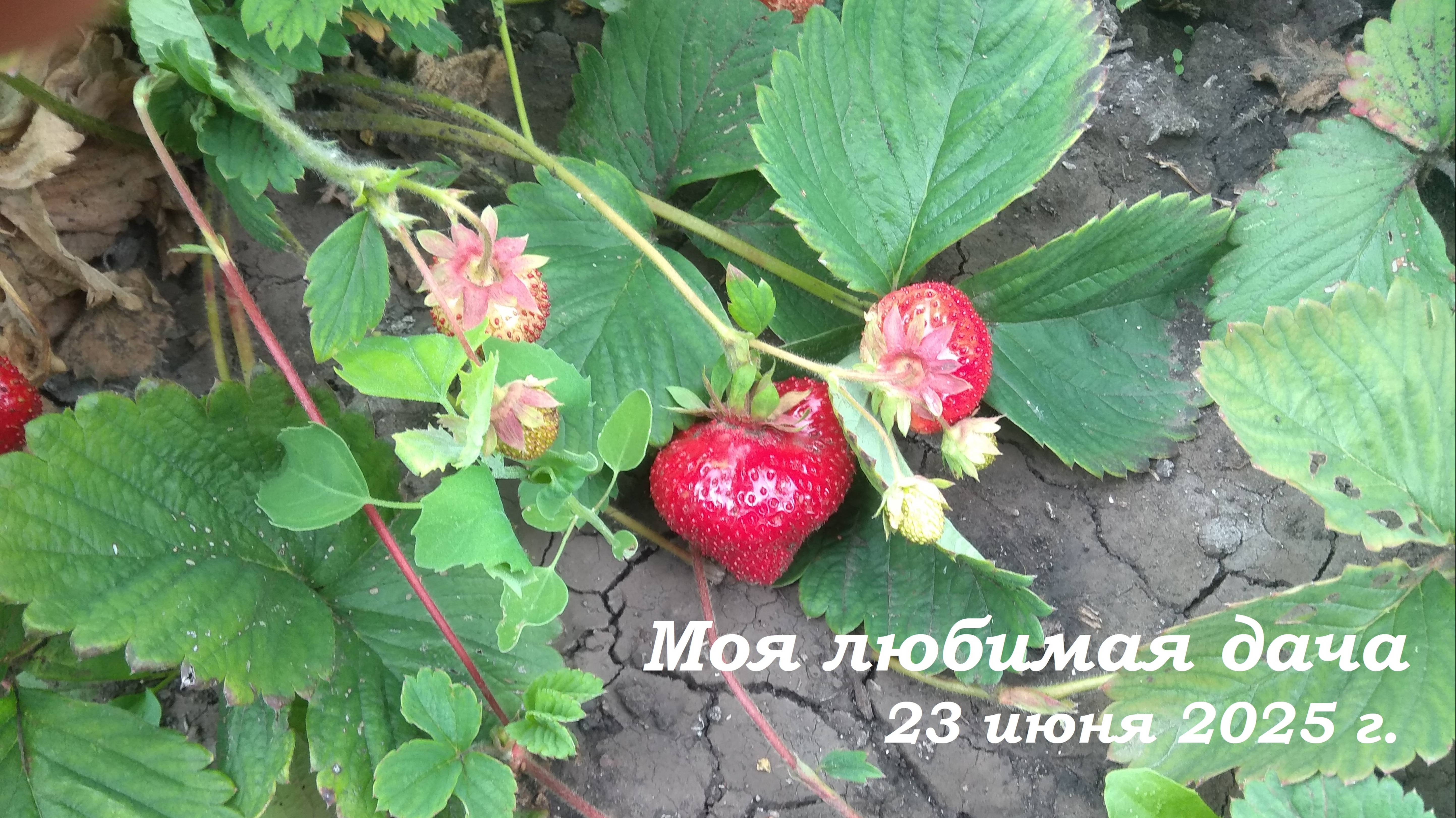 23.06.2025 _ Моя любимая дача
