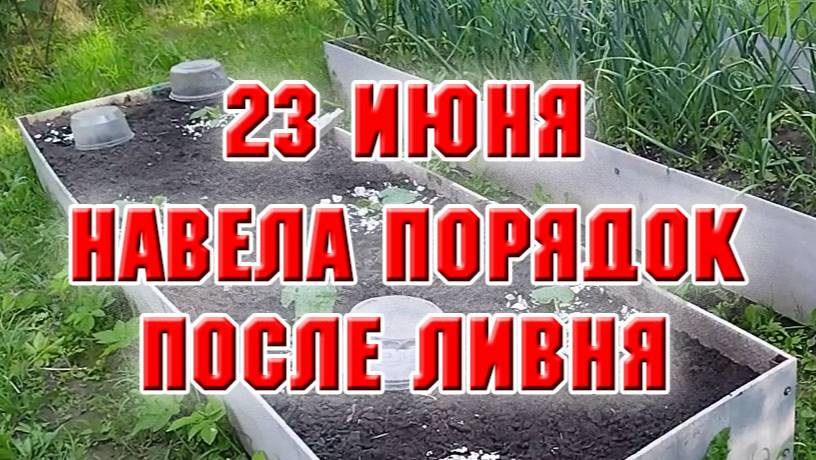 23 июня. После дождей привела в порядок огород и цветник