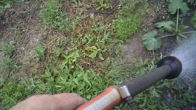 Несмотря на грозовые тучи, выполняю полив лунок с тыквами.