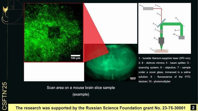 The study of molecular diffusion in murine brain tissue with fluorescence recovery ...