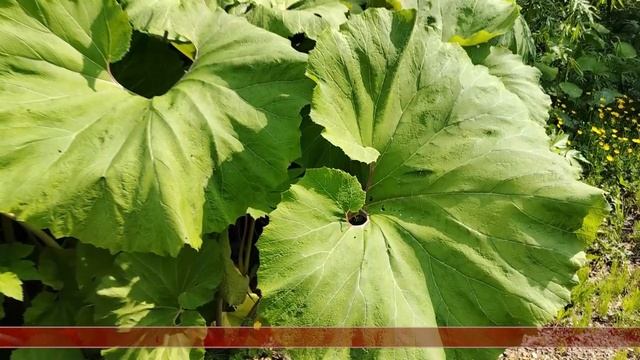 24.06.2025 Сахалинские блоги. Жизнь на Сахалине