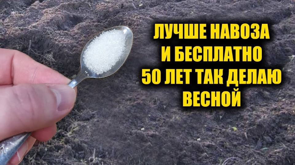 1 Ложка на ведро воды и земля как новая! Пролейте этим землю весной для обильно