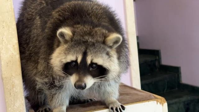 У нашего енота Марселя самая красивая фигура.