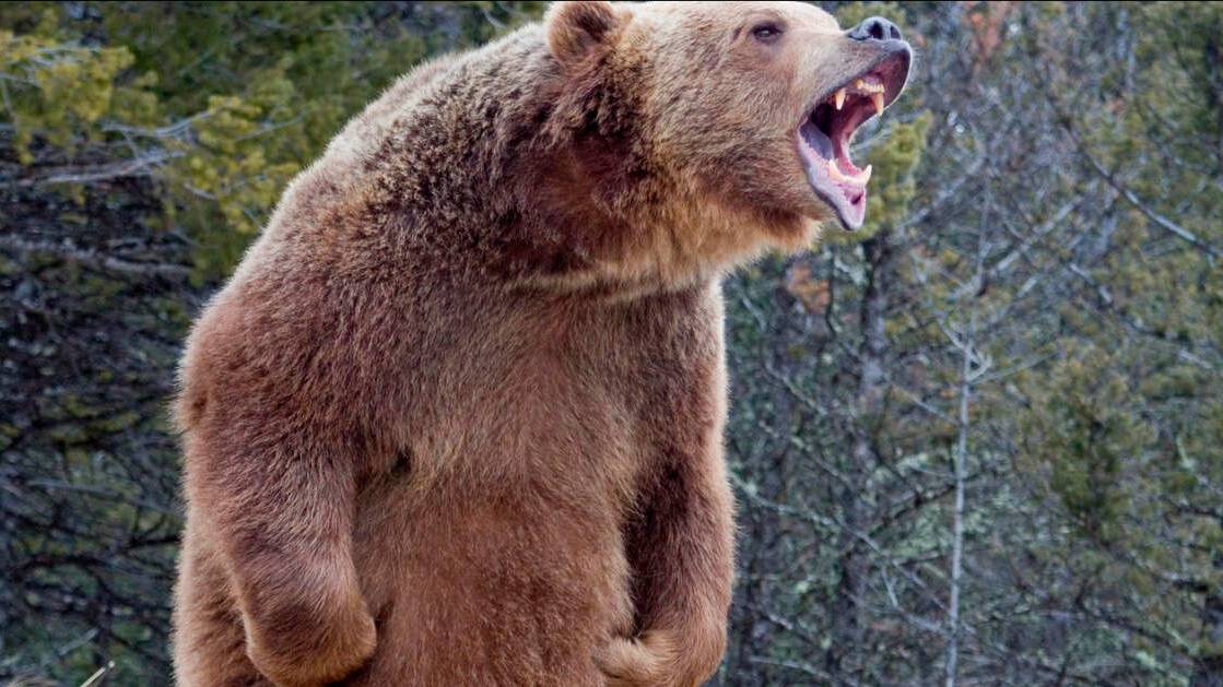 Медведь напал на двух человек в Сахалинской области