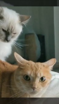 Аппетитная шерстка.