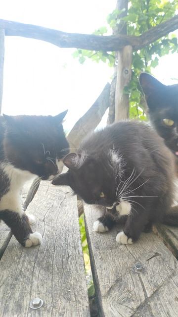 Горные коты.