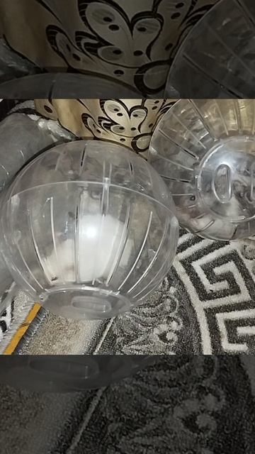 Хомяки в прогулочных шарах
