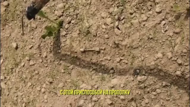 Полоть картошку стало проще и быстрее