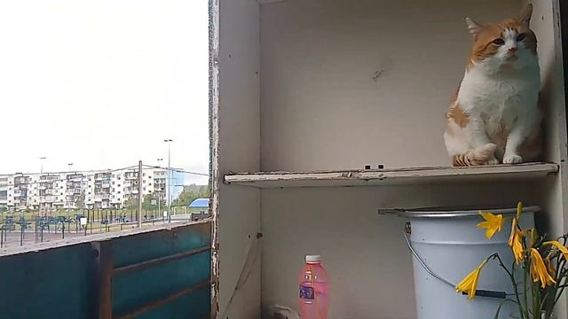 5 МИНУТ НАБЛЮДАЮ ЗА ВАСЬКОЙ В РЕАЛЬНОЙ ЖИЗНИ.