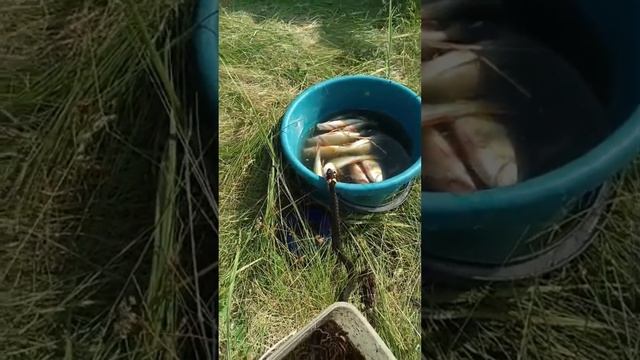деревня❤
