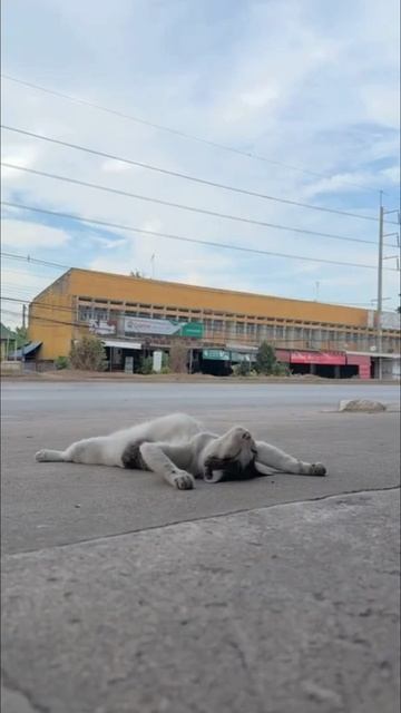 Кот-баюн.mp4