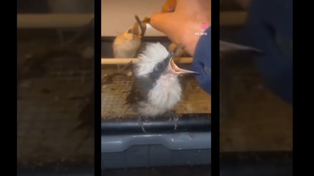 Любовь к птицам