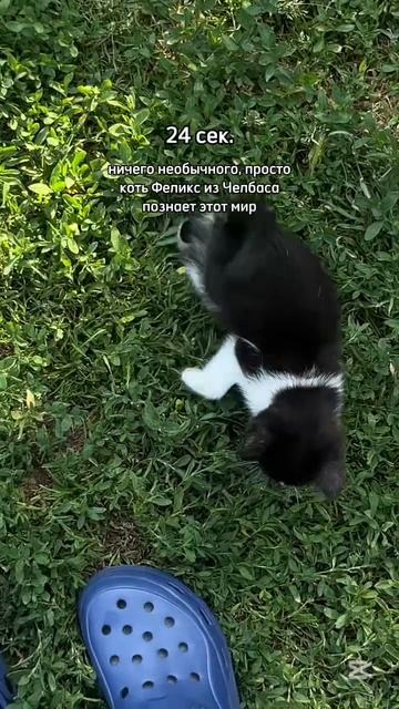 это Филя маленький был, а теперь он уже большой, поедем проведать его на выходных в Челбас