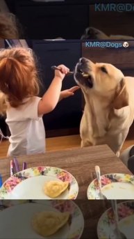 Готов съесть и за папу, и за маму, и за всех родственников до пятого колена😋😂