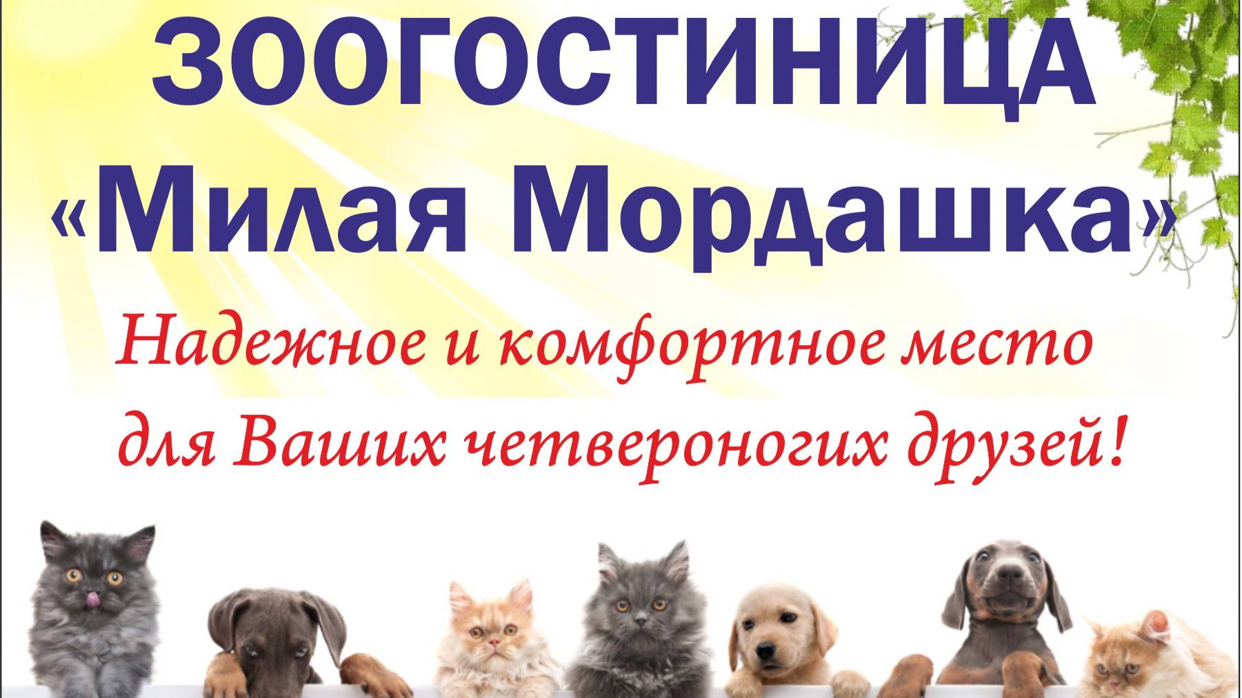 Зоогостиница "Милая Мордашка" в г. Сосновый Бор Ленинградской области