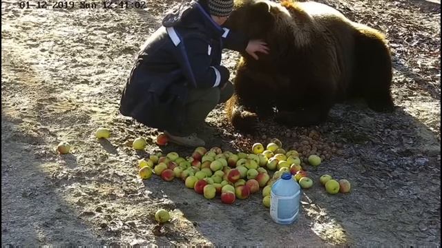 Медведь Мансур ждёт папу Андрея