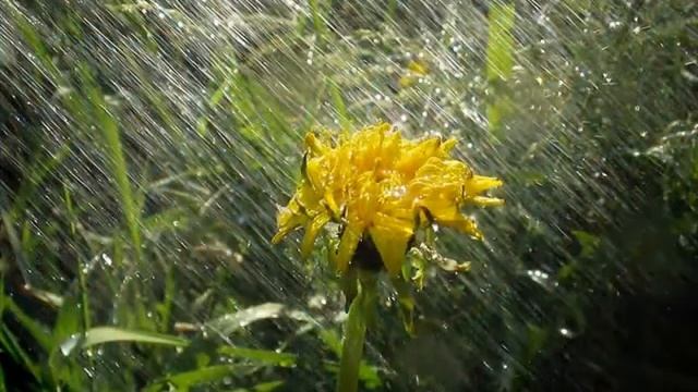Природа!  Дождь и их приметы! Видео презентация.