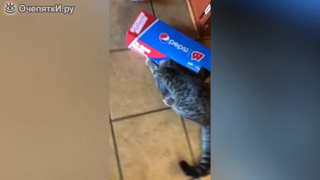 Коты, застревающие всюду