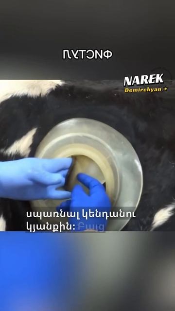 Մի անցք՝ որը կարող է փրկել ամբողջ հոտը