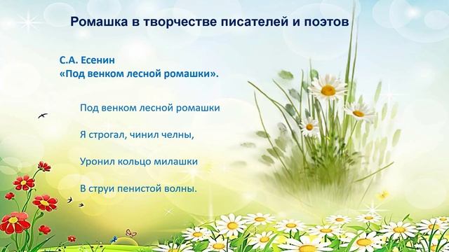 Цветы ромашки в искусстве и литературе