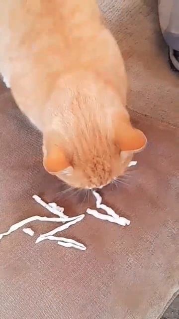 Что этот Кот ест...!
